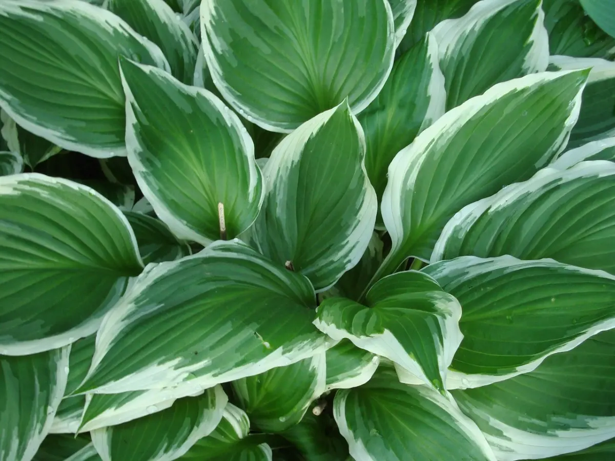 hosta variete feuilles vertes blanches lignes couvre sol gros feuillage plante couvre sol ombre remplace le gazon