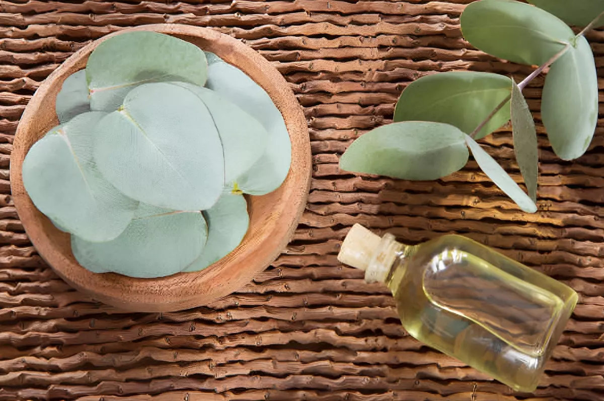 huile essentielle d eucalyptus en petite bouteille en verre transparent et un bol en bois avec des feuilles d eucalyptus
