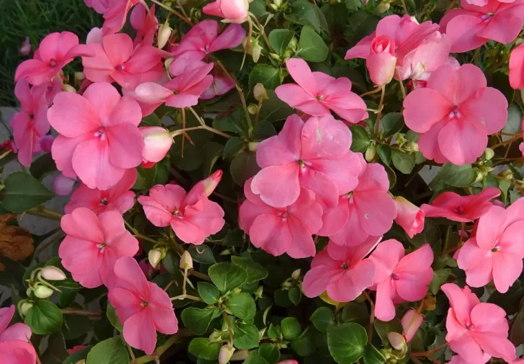 impatiens walleriana avec abondance de fleurs roses