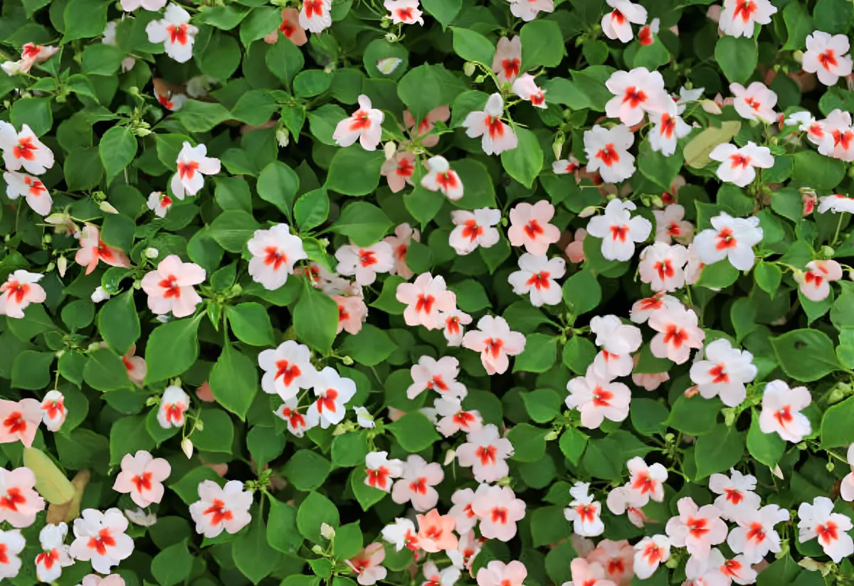 impatiens walleriana avec des fleurs blanches avec des touches de rouge a la base de chaque petale