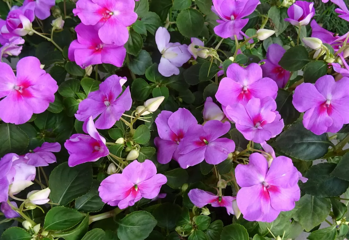 impatiens walleriana avec des fleurs couleur lilas