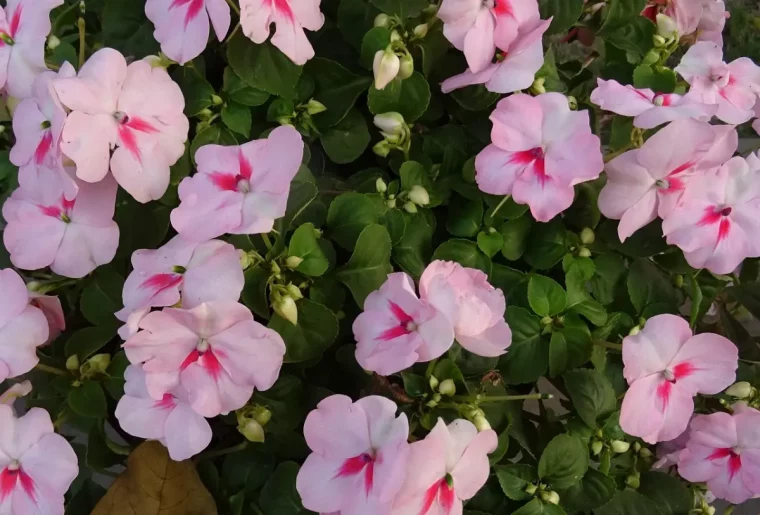 impatiens walleriana avec des fleurs couleur rose pale