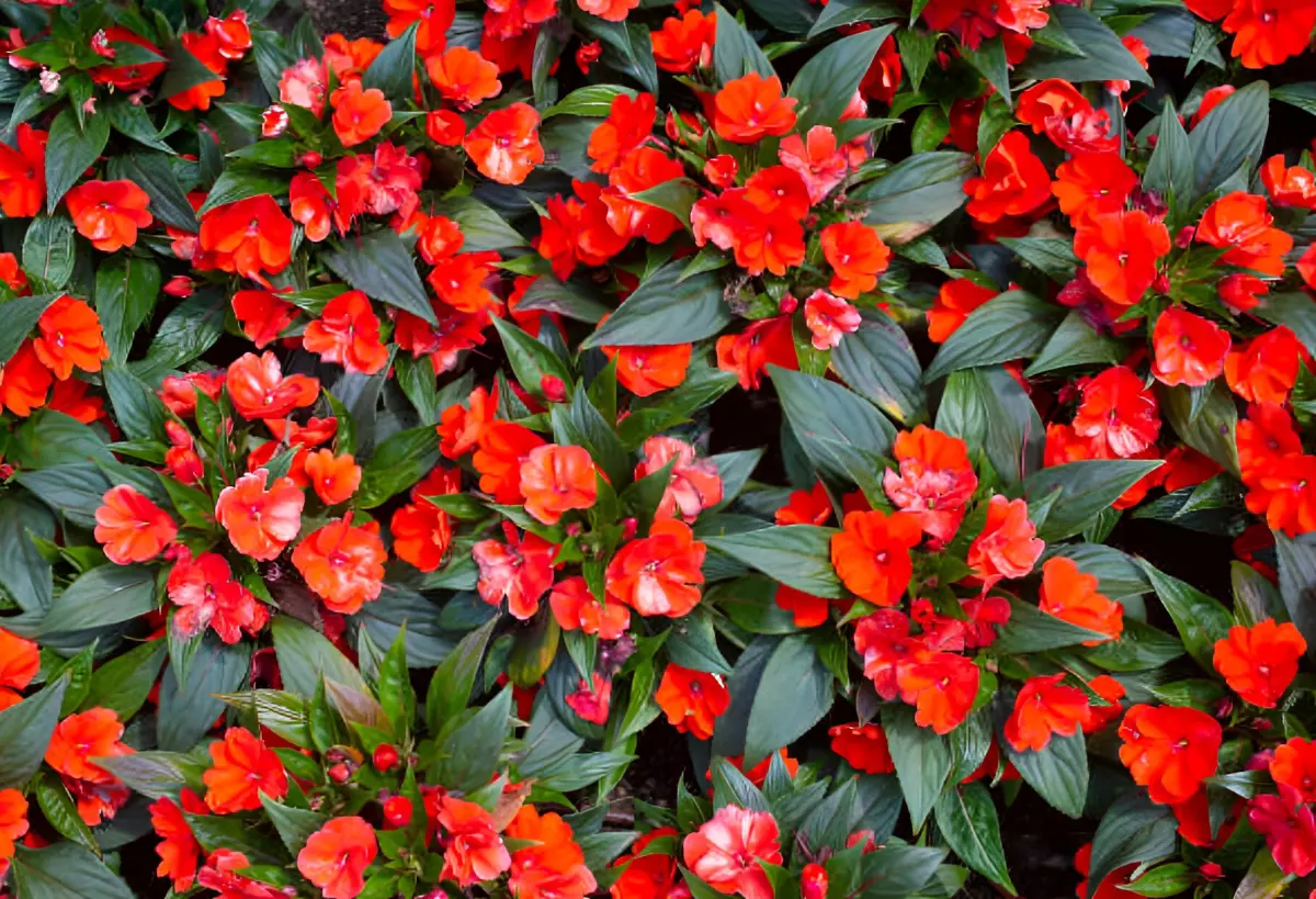 impatiens walleriana avec des fleurs couleur rouge intense
