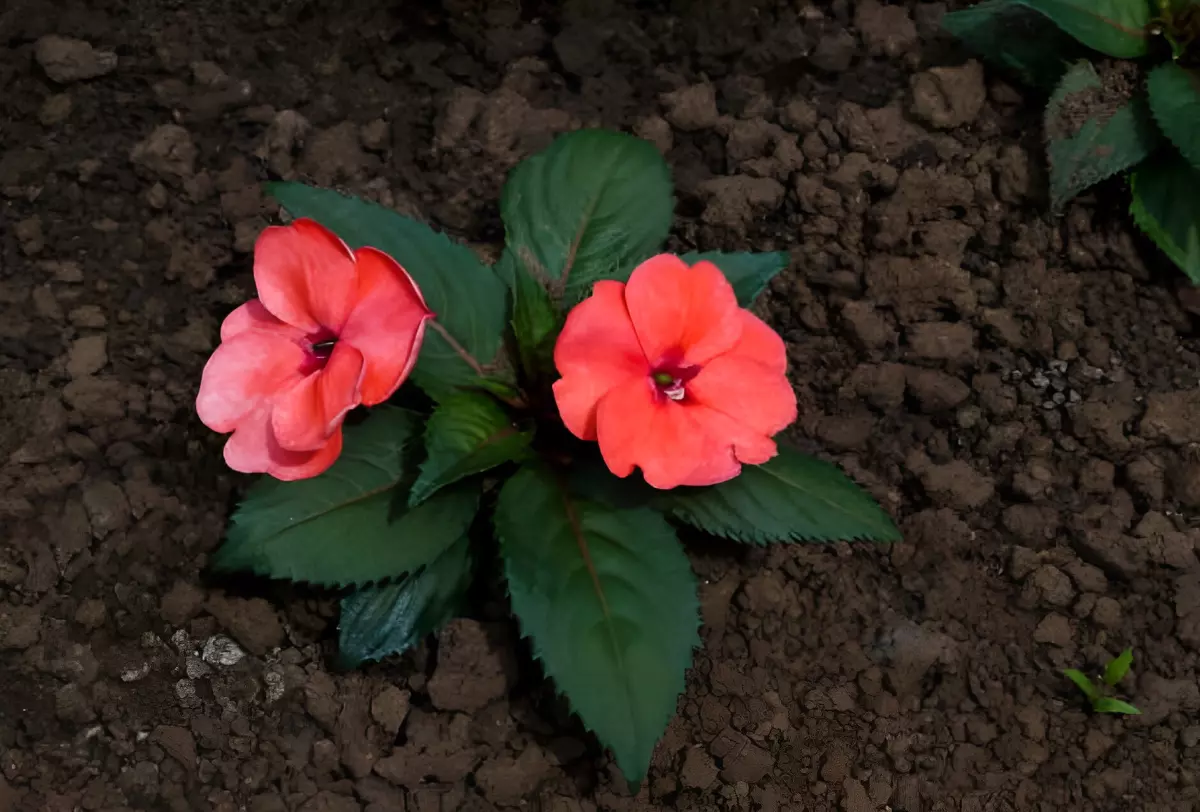 impatiens walleriana fraichement plante avec deux fleurs rouges