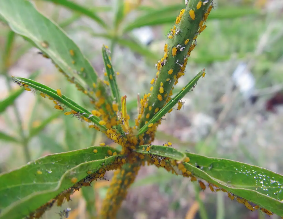 infestation pucerons jaunes sur feuilles laurier rose oleander parasites