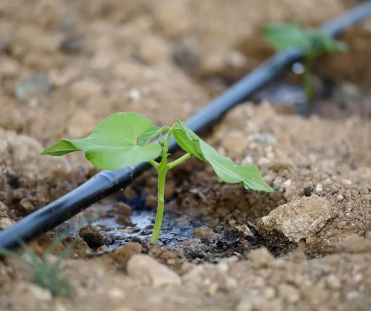 irrigation jaridn goutte à goutte économies d eau potager