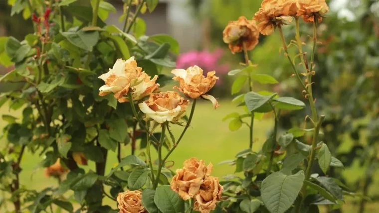 jardin arbustes ornementaux floraison rosiers fleurs fanees tiges