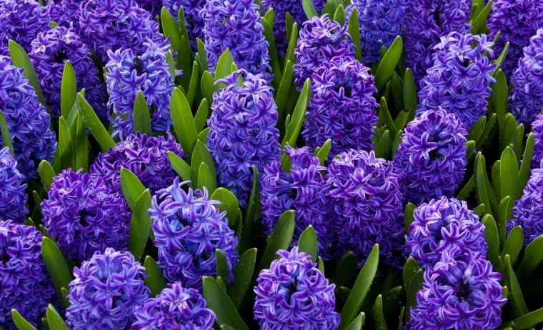 jardin jacinthe couleur bleu violet feuillage vert plantes fleuries