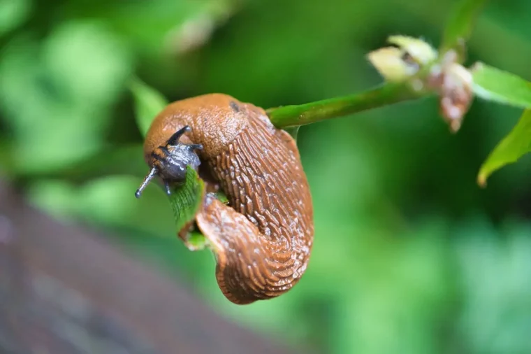 jardin nature plantes vertes feuillage tiges limaces methodes se debarasser