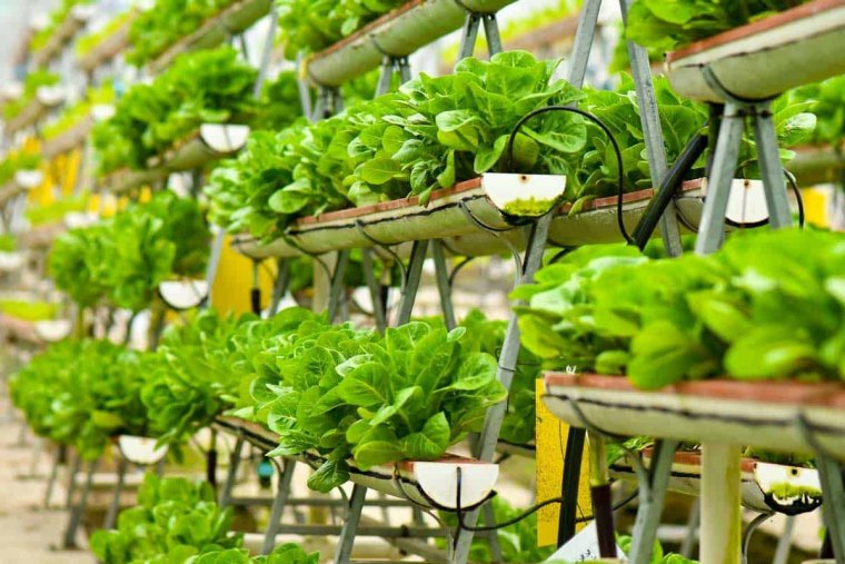 jardin verticale avec une salade verte