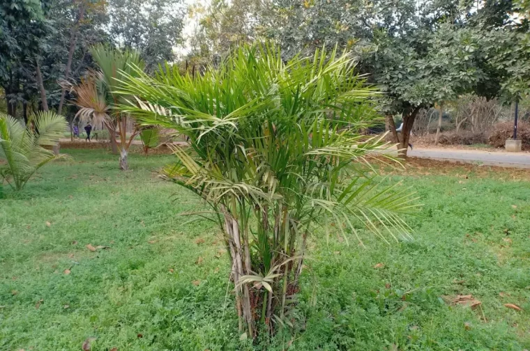 jardinage amenagement paysager gazon pelouse palmier feuilles pointes brunes