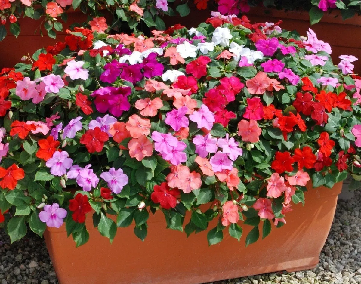 jardiniere pot plastique impatiens couleurs fleurs floraison plante cailloux