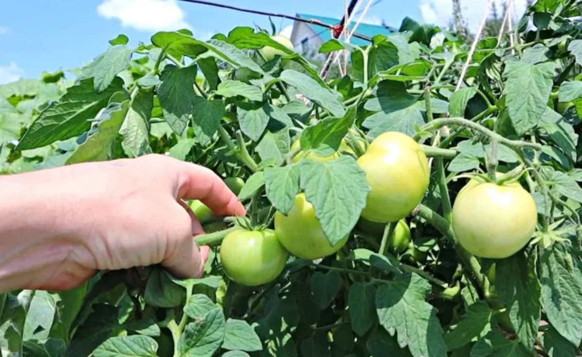jaunissement des feuilles de tomates