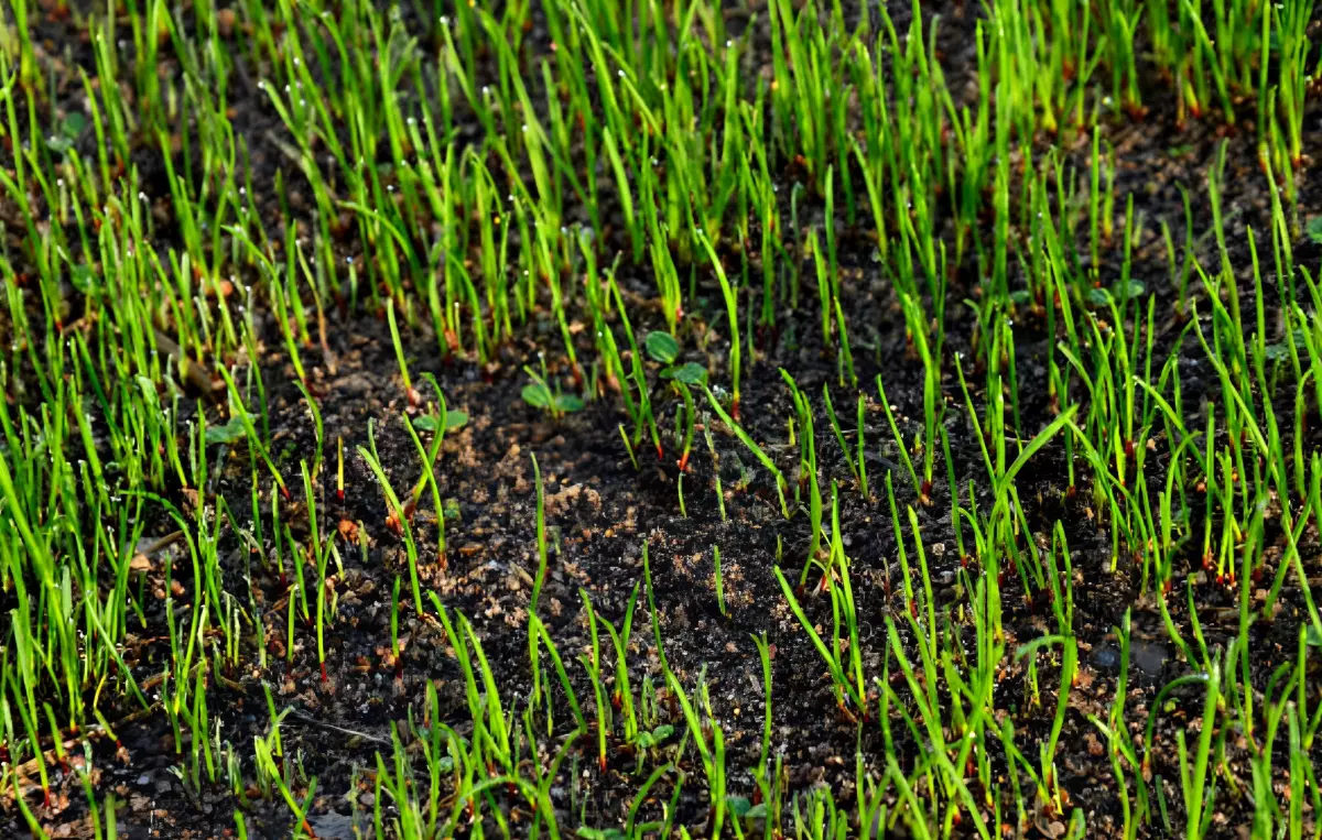 jeune pelouse parsemee verte avec un sol humide