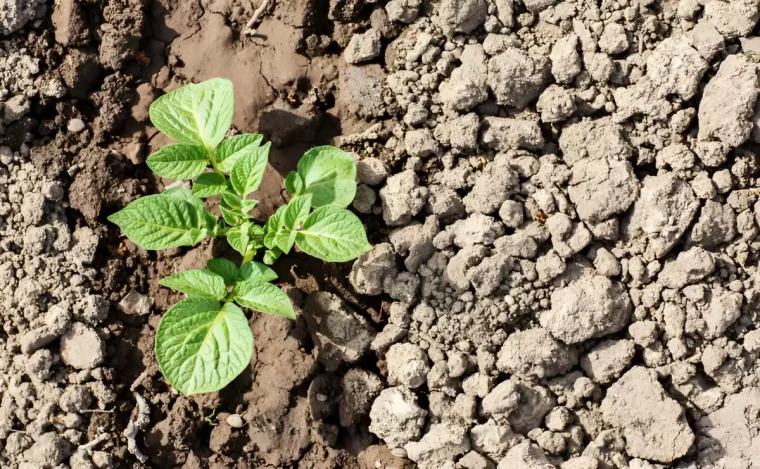 jeune plante dans un sol argileux avec des traces d arrosage