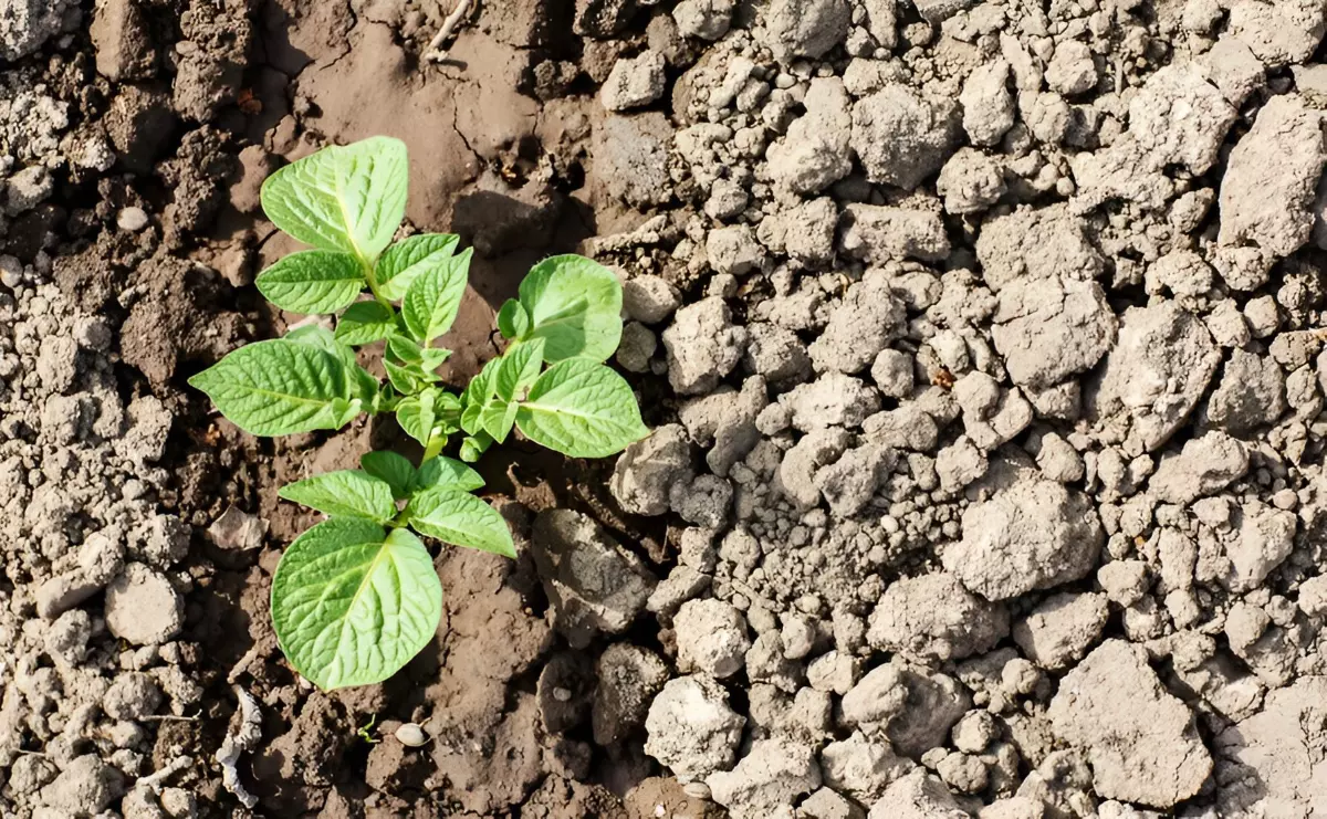 jeune plante dans un sol argileux avec des traces d arrosage