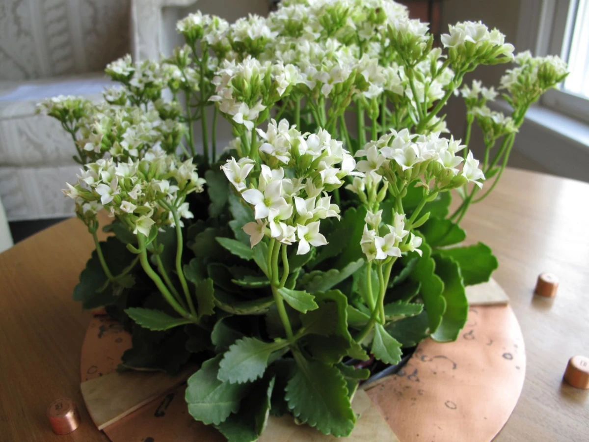 kalanchoe blanc dans un pot maison