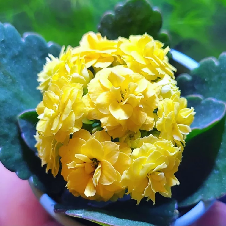 kalanchoe fleurs jaunes symbole