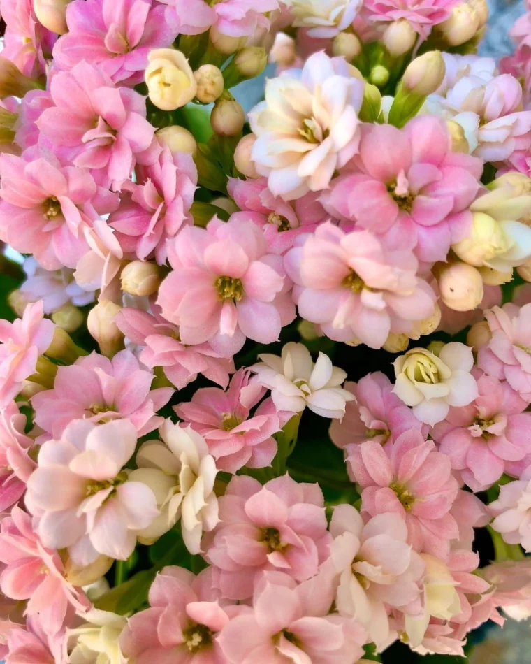 kalanchoe fleurs roses signification cadeau