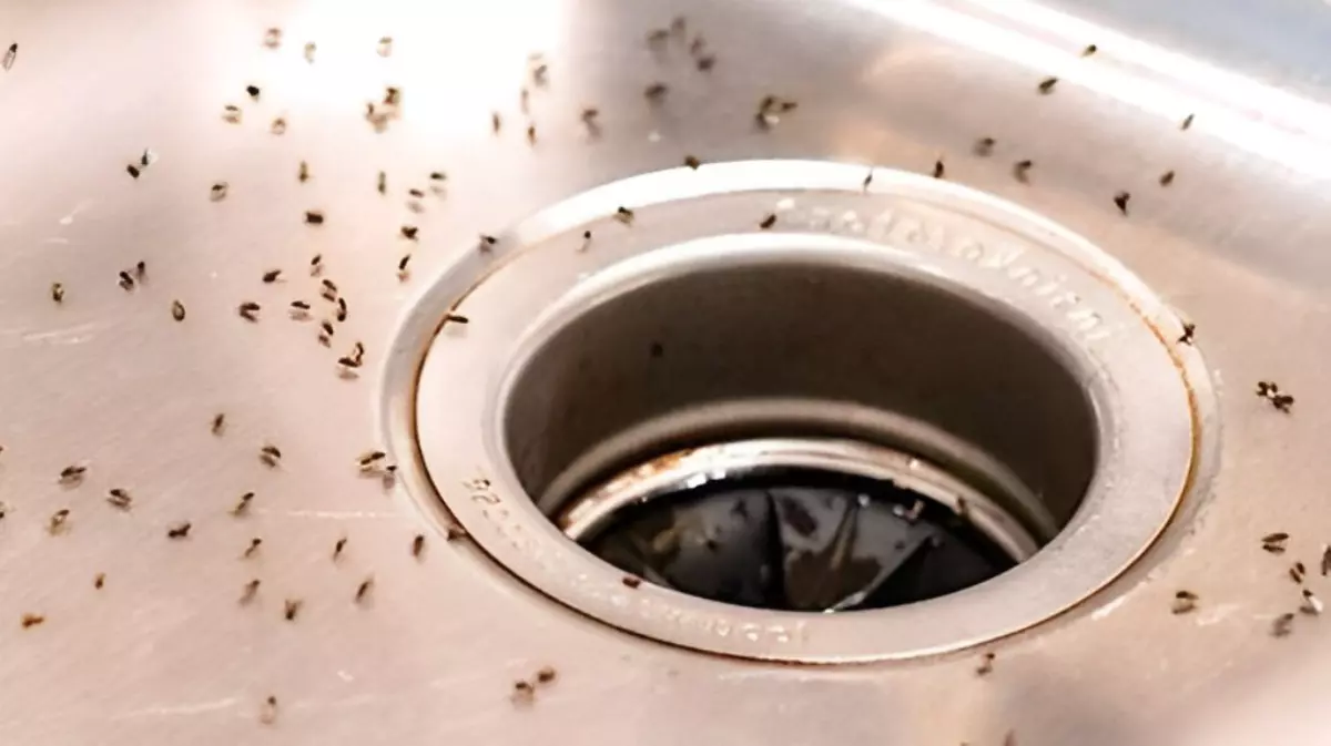 Comment se débarrasser des petites mouches noires dans la maison :  solutions efficaces pour un intérieur sain