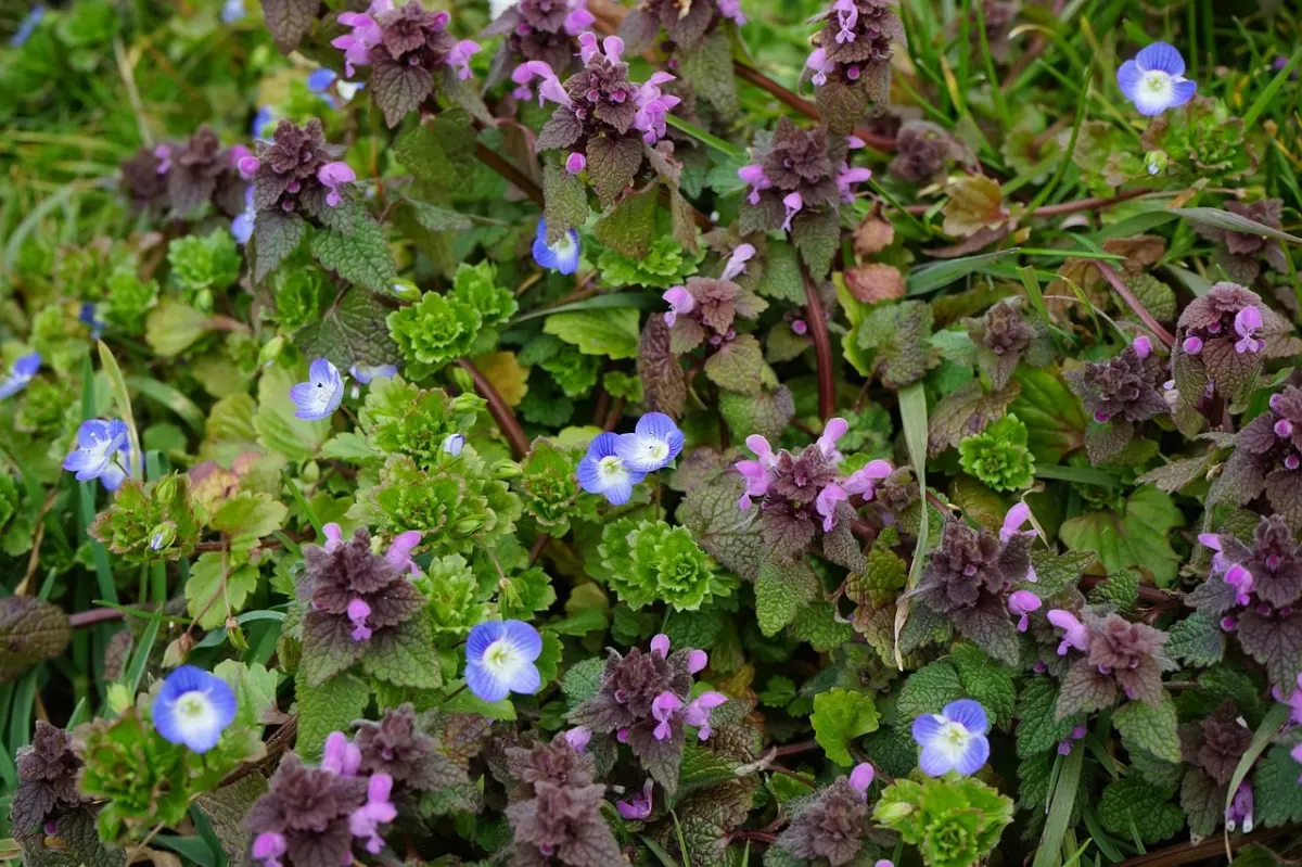 lamier macule plante couvre sol qui pousse rapidement feuillage vert fonce fleurs violettes
