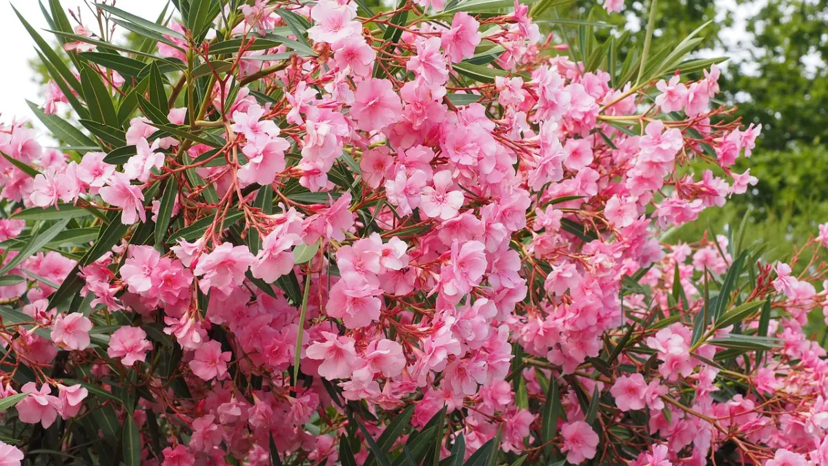 laurier rose arbuste ornemental feuillage vert jardin plantes fleuries