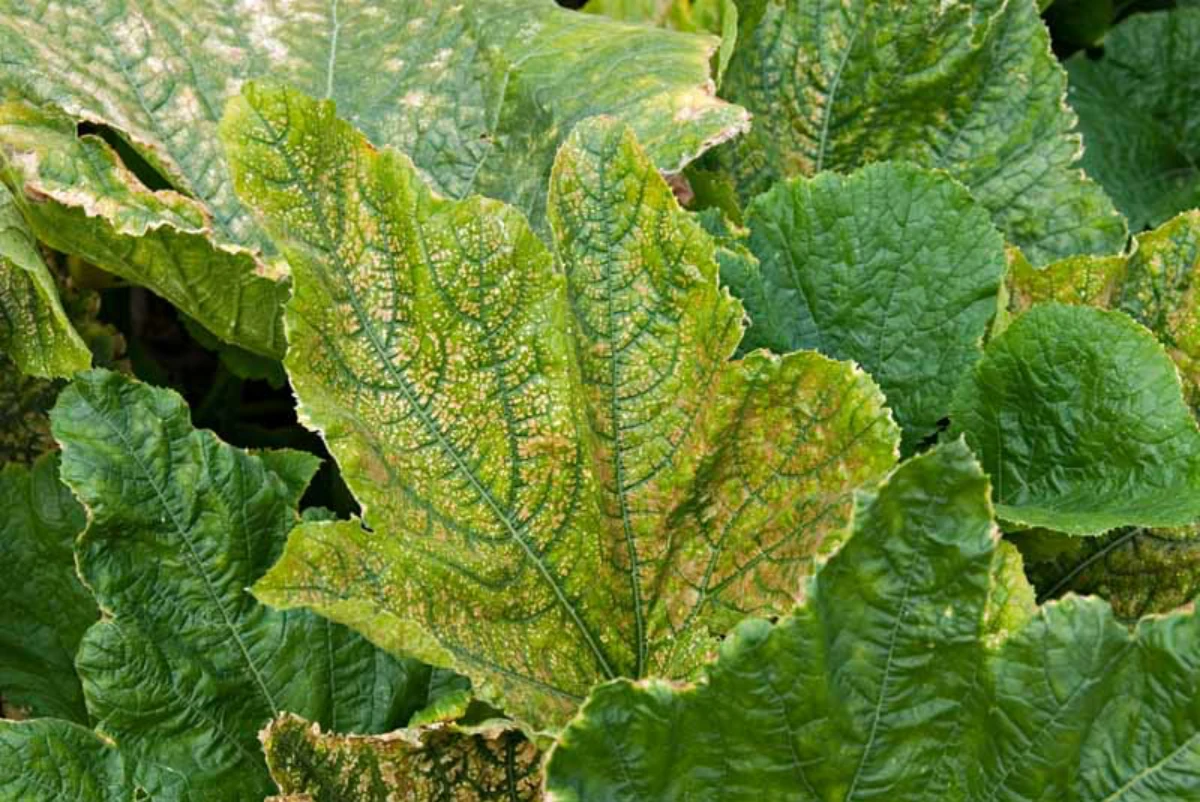 le virus de la mosaique jaune de la courgette feuilles prevention et traitement