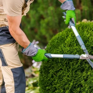 Liste des 5 arbres à absolument tailler en juin