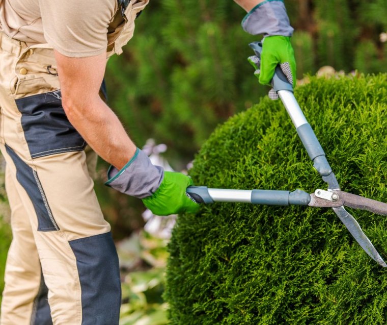 les arbustes à tailelr dans le jardin taille d entretien comment faire