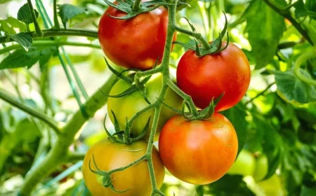 les bienfaits du soufre dans les jardins tomates rouges