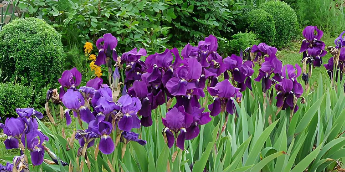 les fleurs violettes de l iris commencent a faner sur fond de verdure abondante