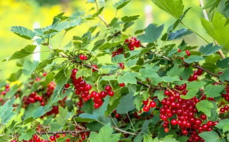 les fruits rouges en abondance sur une branche d un groseillier