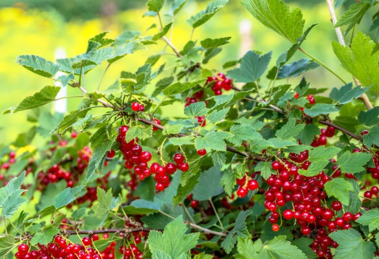 les fruits rouges en abondance sur une branche d un groseillier