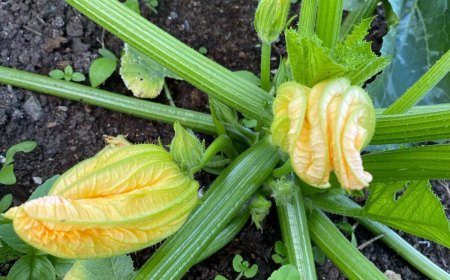 les maladies courgettes photos fleurs jaunes