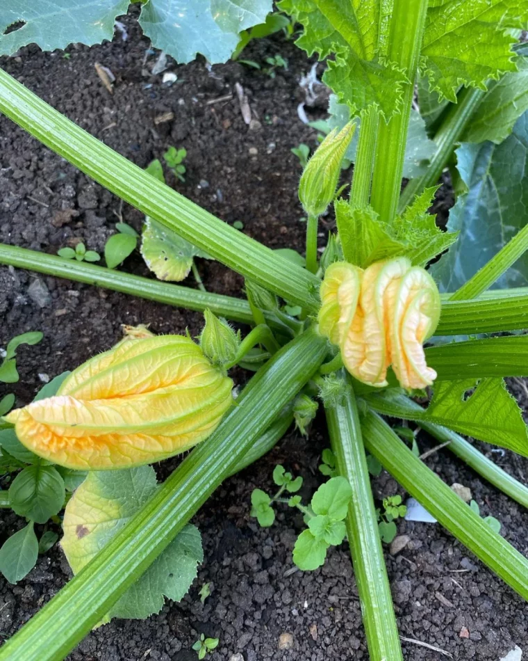 les maladies courgettes photos fleurs jaunes