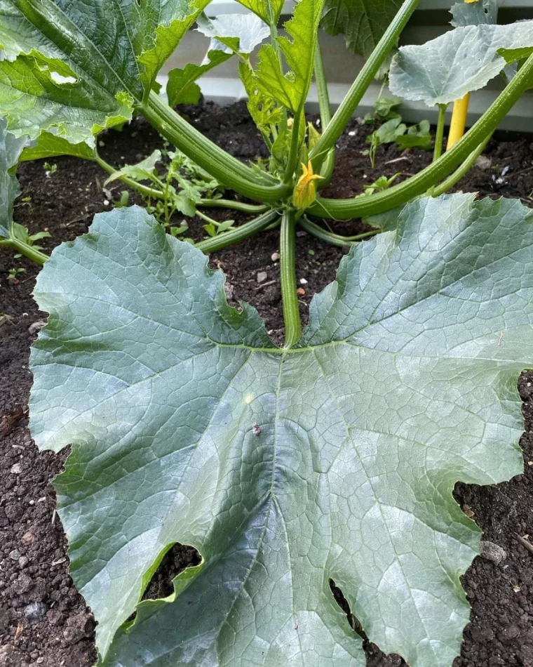 les maladies des courgettes en photos grosse feuille verte