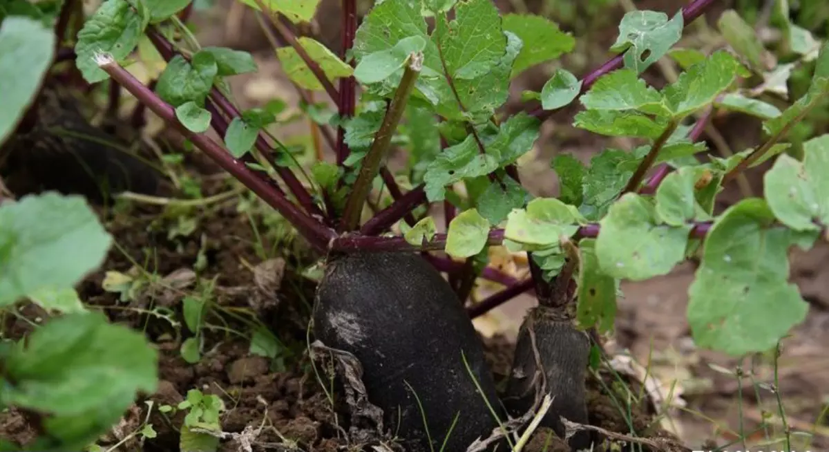 Comment planter et cultiver le radis noir ? - M6