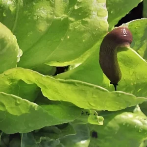 Comment protéger les salades des limaces : méthodes approuvées et astuces écologiques