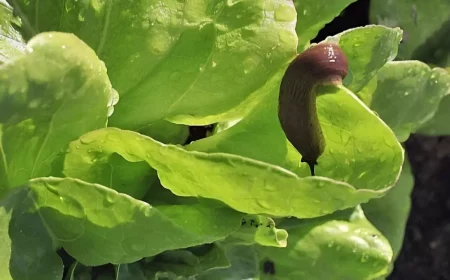 limace sur une feuille verte d une salade