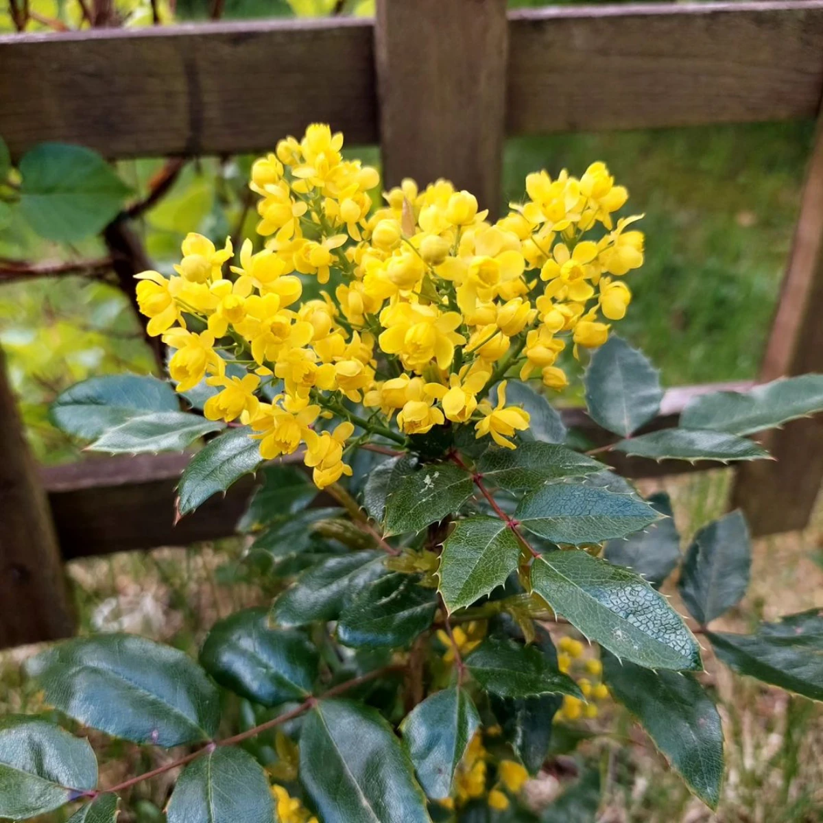 mahonia arbuste persistant parfume fleurs jaunes