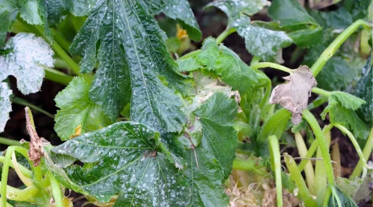 maladies bacterienne de la courgette feuille abimees