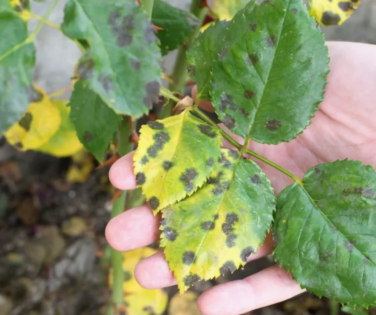 maladies des rosiers comment lutter contre les champignons chez les rosiers