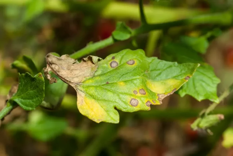 maladies sur les plants de tomates remedes