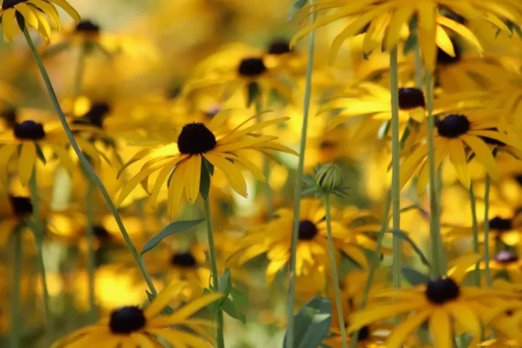 masse epaisse couleur jaune petillant de rudbeckie