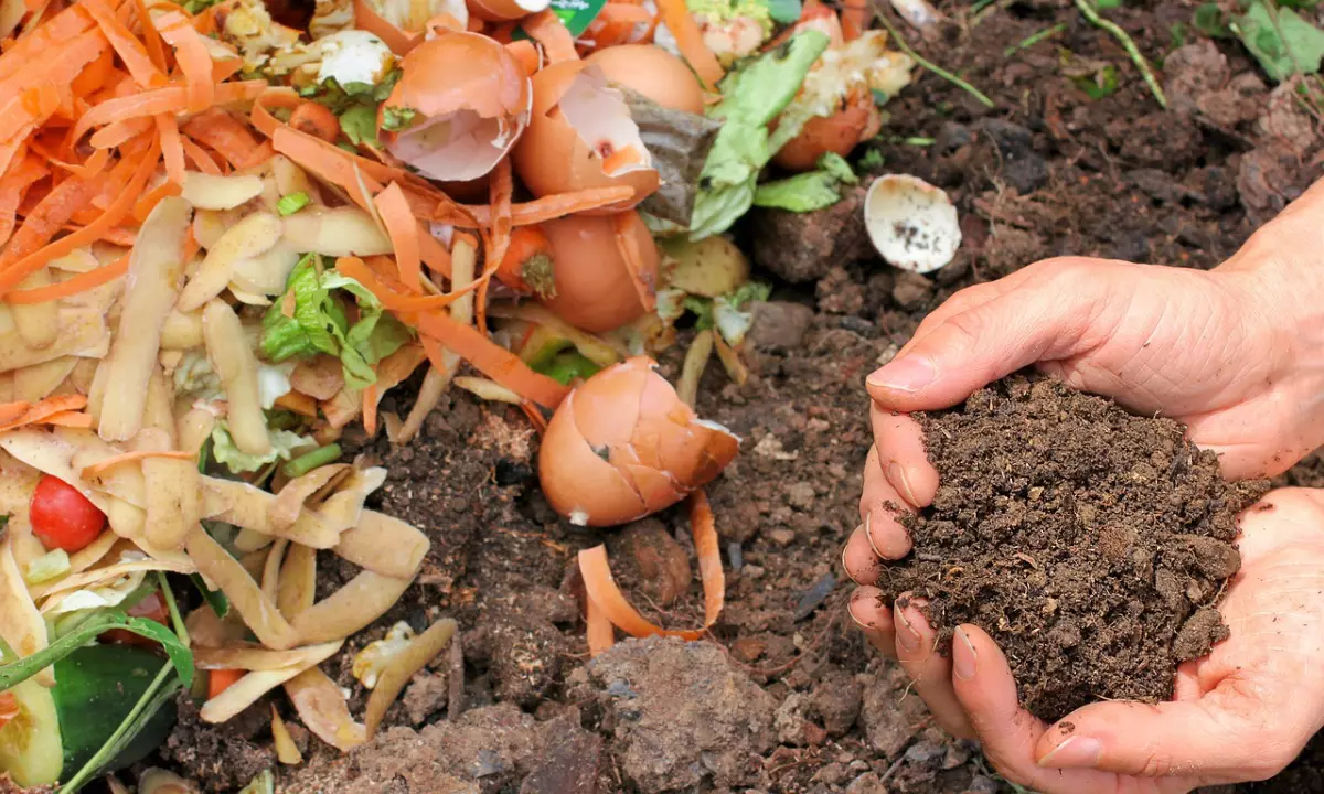 matiere organique pour le compost a devenir et du compost peaufine dans les pommes des mains