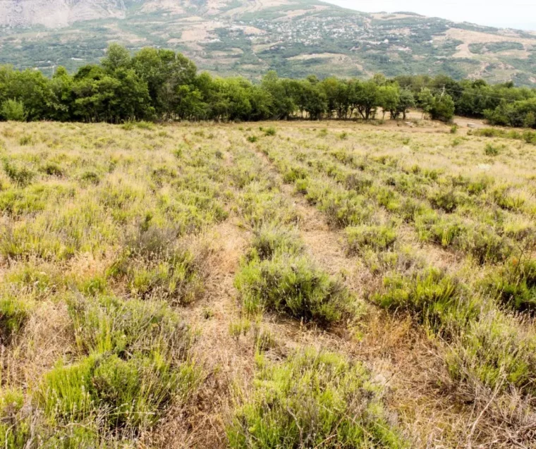 mauvaises gestes entretien lavande comment faire revivre ses arbustes