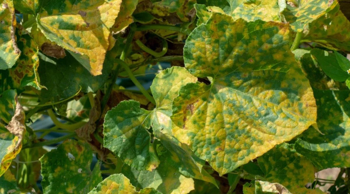 mildiou des courgettes symtomes taches jaunes sur les feuilles