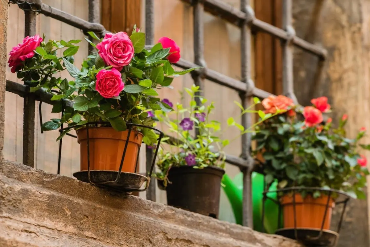 mini rosier pour jardiniere balcon support metal plantes fleuries