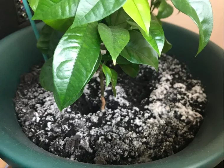 moisissure blanche dans la terre des plantes potager trop arrose