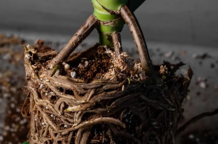 monstera deliciosa racines pourriture terreau perlite tige plante verte